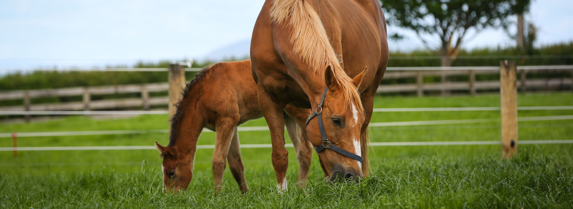 EquiBreed_NZ_homepage_EQUINE REPRODUCTIVE SERVICES