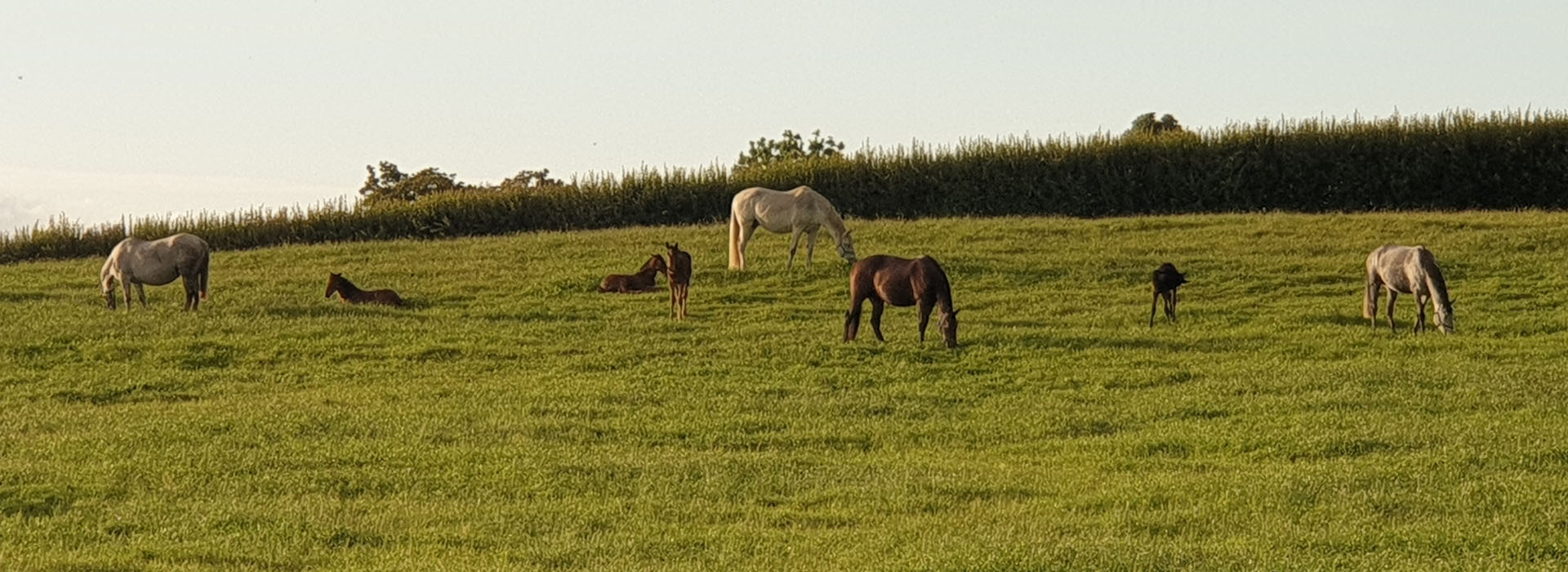 Mare and Foal - EquiBreed NZ Ltd