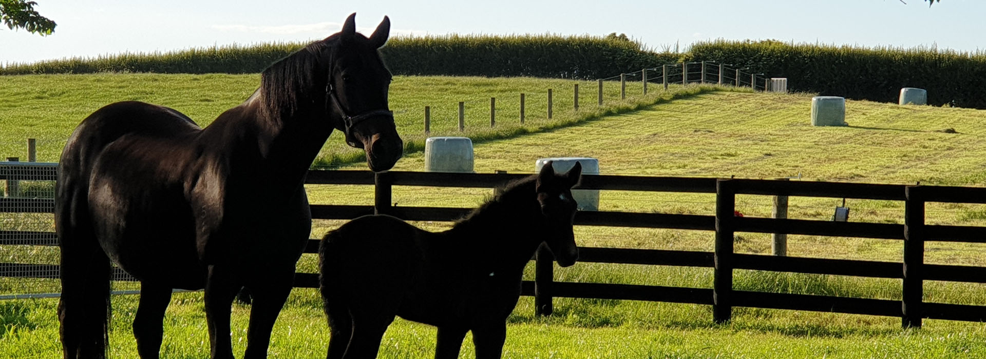 Mare and Foal - EquiBreed NZ