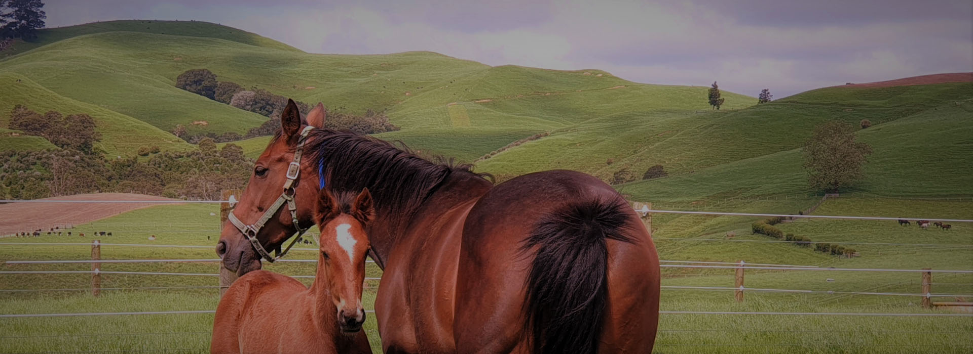 Mare and Foal - EquiBreed New Zealand